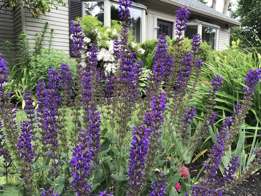Dragonfly Guest House Ogunquit Eksteriør bilde
