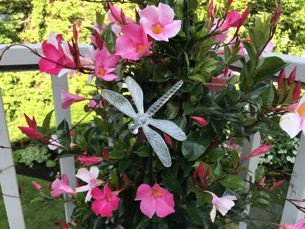 Dragonfly Guest House Ogunquit Eksteriør bilde